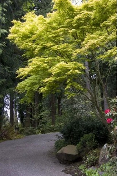 Клен Катсура (Acer palmatum Katsura). 